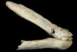 Fossil Juvenile Etruscan Wolf (Canis) Partial Mandible - Belgium #155000-2